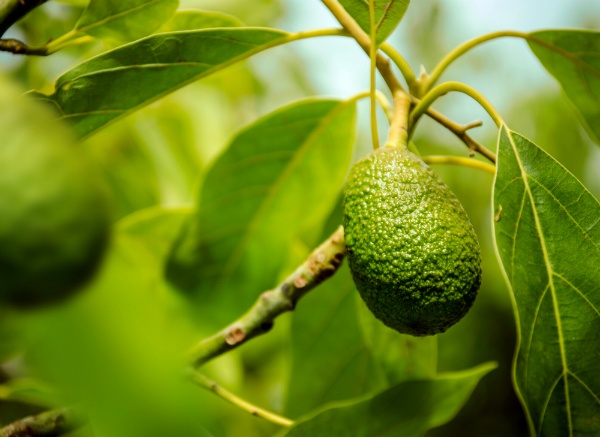 Die Avocado - Fettreiche und gesunde Frucht